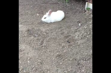 rabbit cute