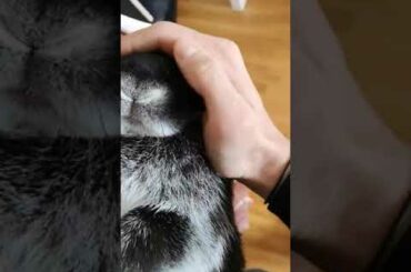 Cute Little Rabbit Sleeping OMG