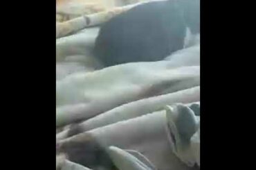 My Bunnies ❤❤❤❤💙💙💙💙💙