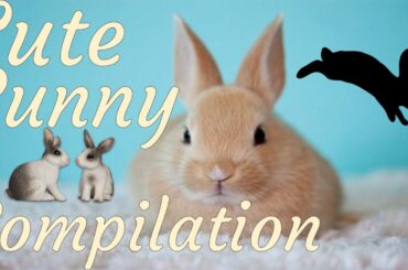 The Internets Cutest Bunnies (Cute and Funny Bunnies Compilation)