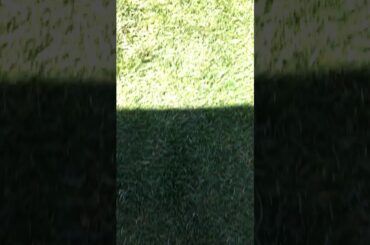 Our rabbit have 3 baby rabbits video.