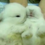 funny; cutest rabbits in the world (Original)