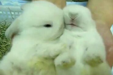 funny; cutest rabbits in the world (Original)