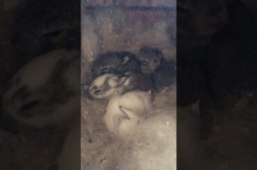 Saying Hi To The Baby Bunnies Seeing The World!