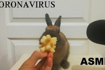 Rabbit Eating Coronavirus ASMR Cute Bunny / my Pets ASMR