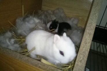 Dwarf Hotot Cute Rabbit Bunnies