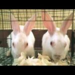Day:7# Jack and Jill eating food //cute rabbits// My pets