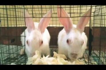 Day:7# Jack and Jill eating food //cute rabbits// My pets
