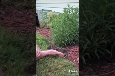 Adorable baby rabbits. 🐰