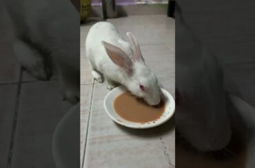 My cute bunny drinking Tea. ससा चहा पिताना. Rabbit drinking tea. Rabbit favorite drink.