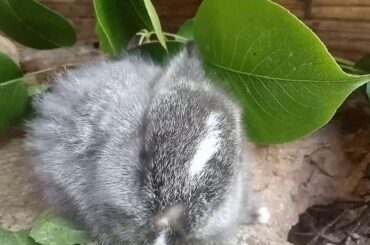 DANCING Cute Bunny🐰