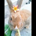 Cute bunny with flower