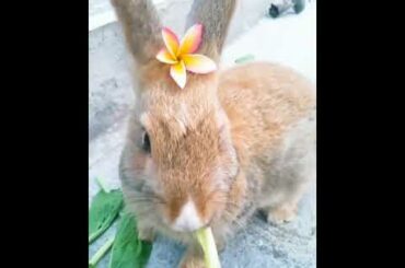 Cute bunny with flower