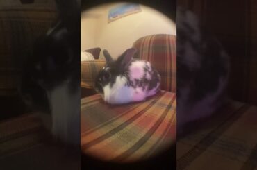 (✿◠‿◠) bunny just sits and looks cute