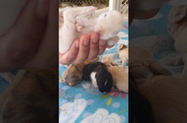 My pet baby bunnies cute and fluffy by yahya
