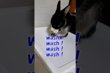 【ミニウサギぐりむ】うさぎも手洗い【rabbit】