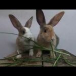Rabbits eating asmr grass | bunny cute eating #1