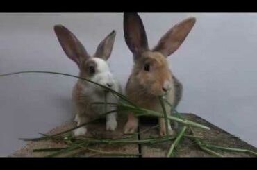 Rabbits eating asmr grass | bunny cute eating #1