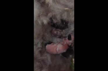 Baby Bunnies กระต่ายน้อยอายุ 2 วัน