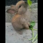 Cute honey bunnies eating food