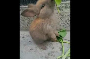 Cute honey bunnies eating food