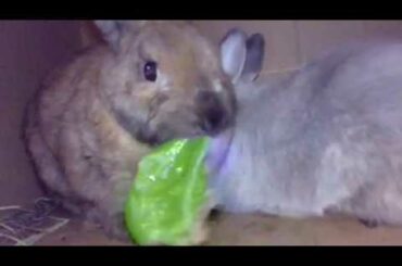 CUTE NETHERLAND DWARF BUNNY EATING ROMAINE LETTUCE *ASMR*