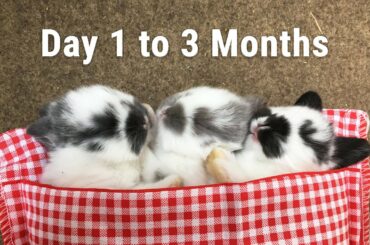 Cute Baby Bunnies Rabbits - Newborn to 3 Months #1