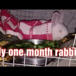 My One Month Cute Rabbit Playing With Me🐰