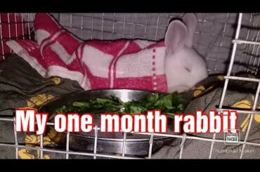 My One Month Cute Rabbit Playing With Me🐰