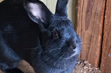 Our cute rabbit 🐇 pepper