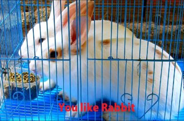 My cute pet eating food, Very lovely rabbit eating food, A couple rabbit eat food,You Like Rabbit 07