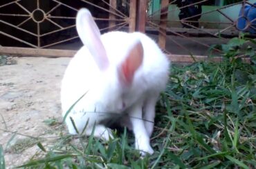 Cute rabbit video.(Itching time of honey ❤️)