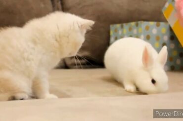 Cute cat baby and rabbit new friendship and more cute cats babys funny video