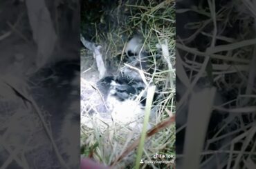 MY NEW BABY BUNNY ARE BORN!!!