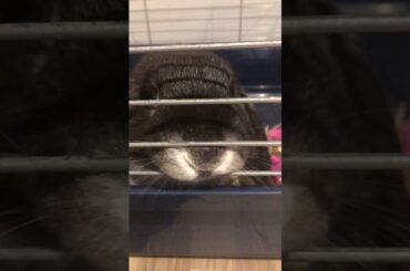 Cute Rabbit Trying To Escape LOL