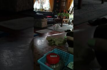 Cute bunny runs excitedly for oxbow treats