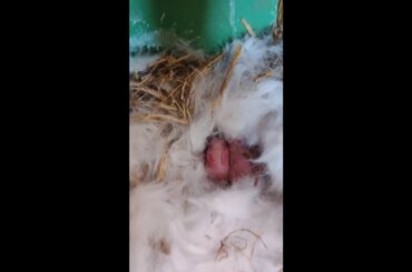 My Rabbit Gave Birth