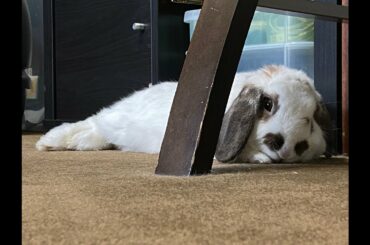 Mochi - Cutest Bunny EVER