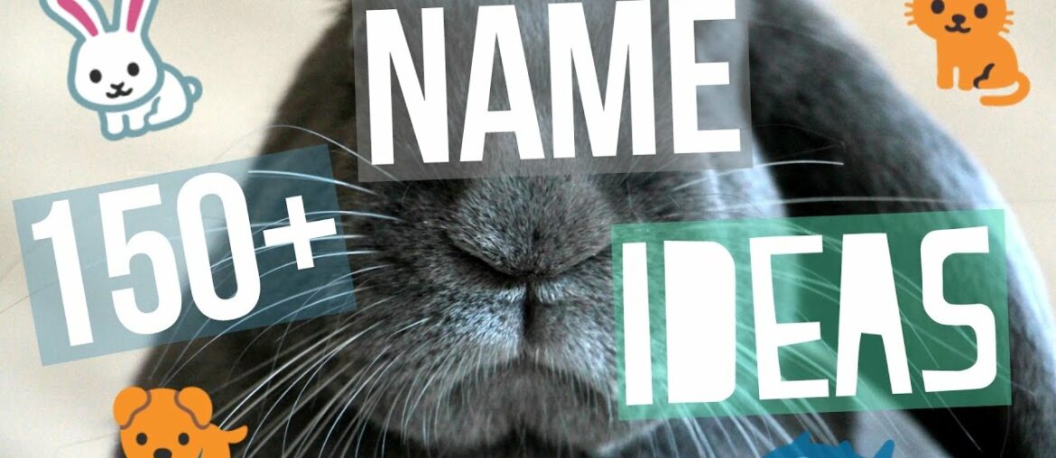150+ Pet Name Ideas