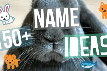 150+ Pet Name Ideas