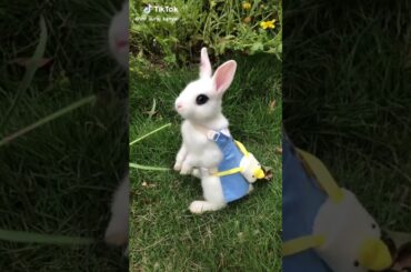 Cute rabbit