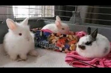 Mis Conejitos Cuando Eran Bebés Pequeños, My Cute Baby Bunnies.