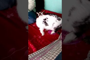 Very very cute rabbit