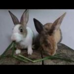 Rabbits eating asmr grass | bunny cute eating #2