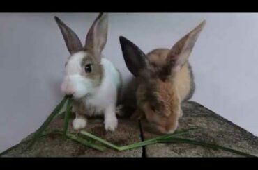 Rabbits eating asmr grass | bunny cute eating #2