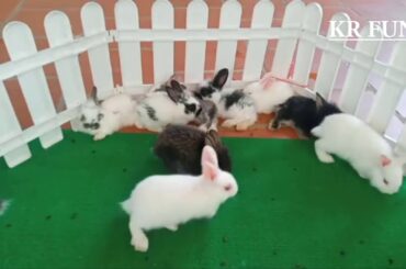 Rabbit Activity by farming | cute baby rabbit
