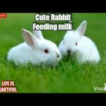 🐰🐰🐰  Rabbits feeding milk from mother | cute Rabbit play with mother 🐰🐰🐇🐇🐇😍😍😍