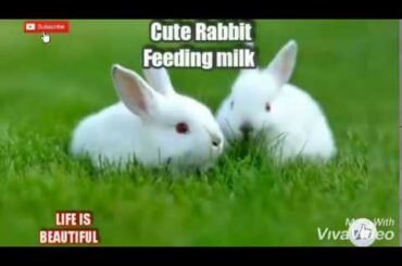 🐰🐰🐰  Rabbits feeding milk from mother | cute Rabbit play with mother 🐰🐰🐇🐇🐇😍😍😍