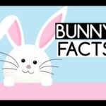 10 Fun Facts about Animal Rabbits or Bunnies for Kids