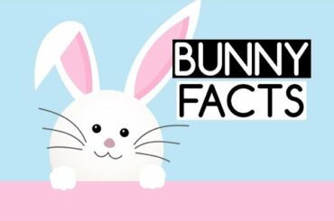 10 Fun Facts about Animal Rabbits or Bunnies for Kids